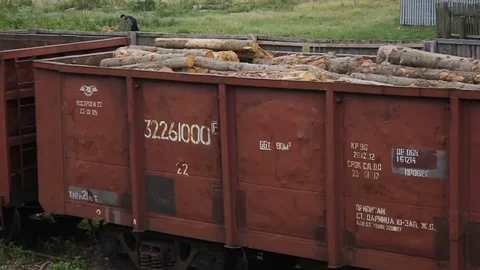 Sawmill. Wagons with logs. Stock Footage 74579676