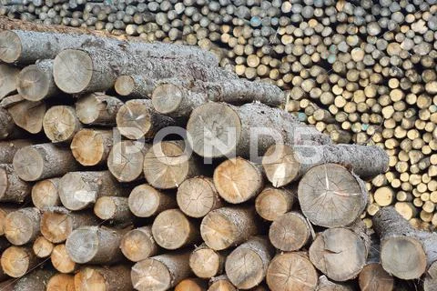 Sawmill yard wood stack lumber logs construction industry Stock Photos