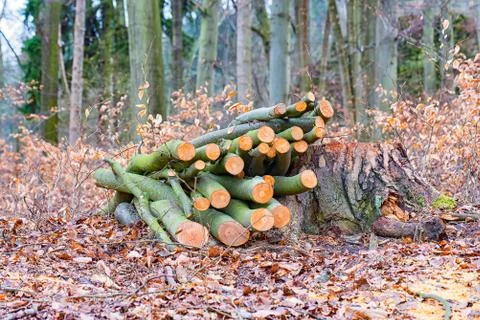 Sawn branches in the forest Stock Photos