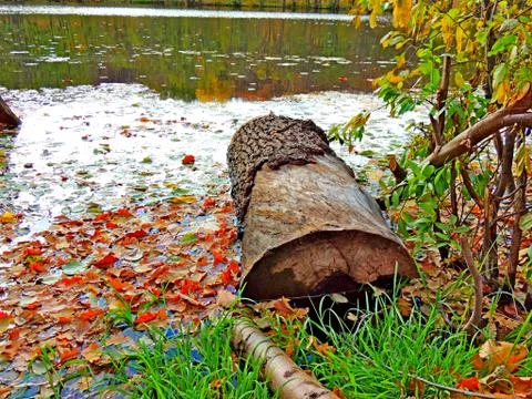 Sawn down tree trunk in the water Stock Photos