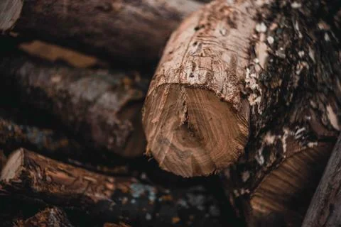 Sawn dry trees. Stock Photos