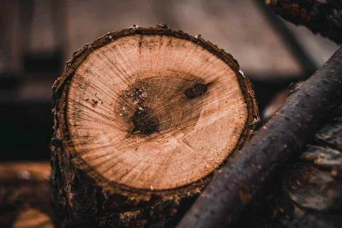 Sawn dry trees. Stock Photos