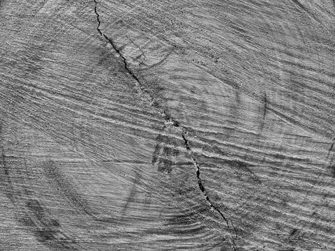 Sawn end of log Foto stock