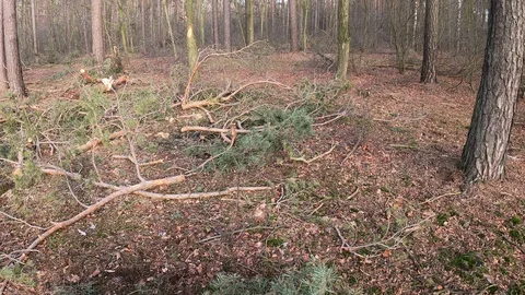 Sawn forest . Stock Footage 122262538