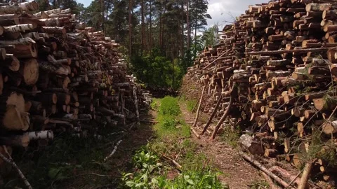 The sawn forest lies in an even row. Firewood. heating with firewood. Green ener Stock Footage 196957349