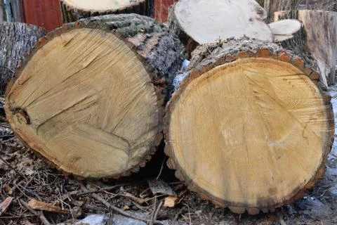 Sawn into large lumps thickest tree Stock Photos