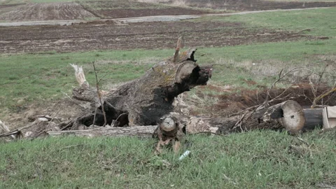 Sawn large trees on the ground Stock-Footage 195945215