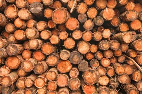 Sawn Log Background Stock Photos