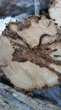 A sawn log with an interesting natural pattern Stock Photos