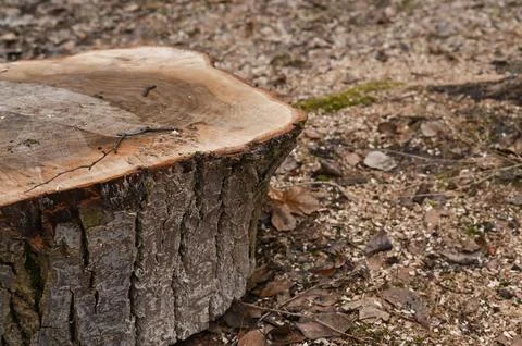 A sawn log is a stump of a large tree. Stock-Fotos