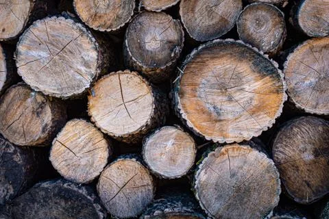 Sawn logs of different diameters Stock Photos