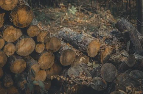 Sawn logs in the forest. Stack of logs for harvesting firewood for the winter Stock Photos