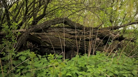 Sawn logs on the grass Stock Footage 50491543