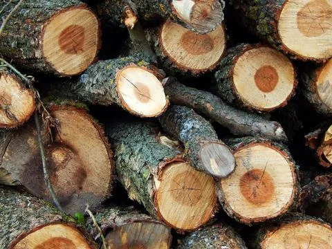 Sawn logs on the ground close up Stock Photos