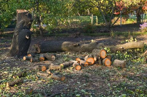 Sawn logs lie in disarray. The cuts tree are stacked randomly Stock Photos