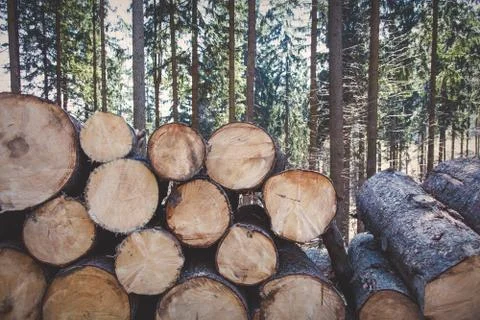 Sawn logs lying in the forest Stock Photos