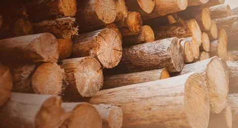 Sawn logs of pine trees lie piled up on a clear day. Felled trees and logging Stock Photos