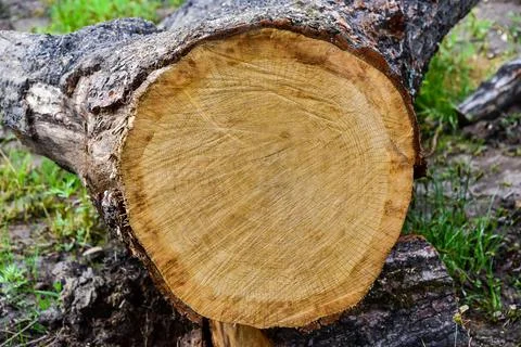 Sawn mature tree section with cracks and rings. Saw marks. Radial cracks. Woo Stock Photos
