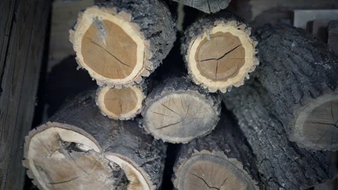 Sawn parts of a tree trunk. Stock Footage 277107992