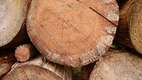 Sawn Pine Log Pile Stock Footage 81900642