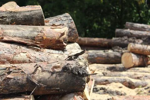 Sawn pine logs lie in a heap closeup Stock Photos