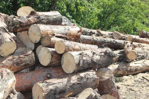 Sawn pine logs lie in a heap closeup Stock Photos