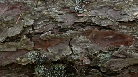 Sawn pine tree wood in forest motion footage made with slider Stock Footage 48855510