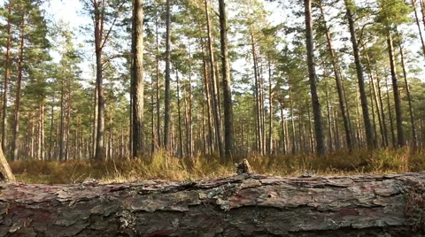 Sawn pine tree wood in forest motion footage made with slider Stock Footage 48896336