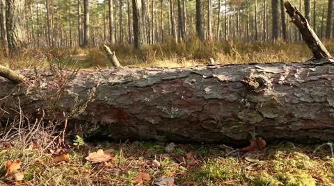 Sawn pine tree wood in forest motion footage made with slider Video stock 48896377