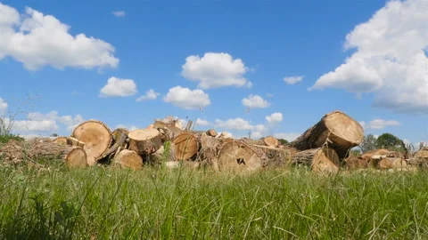 Sawn pine trees. Deforestation in the countryside. The camera is in motion. Blue Stock Footage 120134336