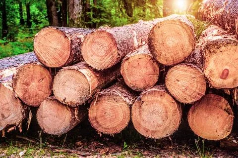Sawn pine trunks lie on the grass 写真素材