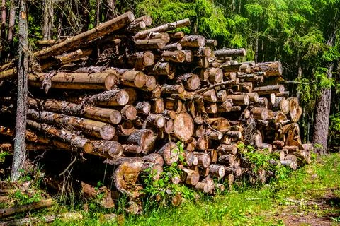 Sawn pine trunks lie on the grass 写真素材