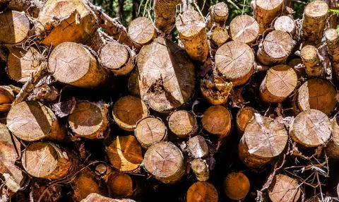 Sawn pine trunks lie on the grass Foto stock