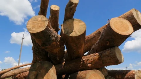Sawn pine wood. Large deforestation. Slow motion. Trunks of trees. Bright blue Stock Footage 120132919