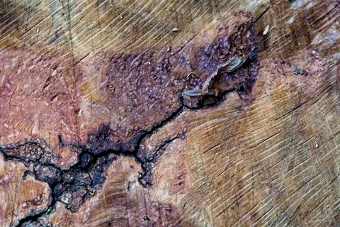 Sawn poplar log Stock Photos