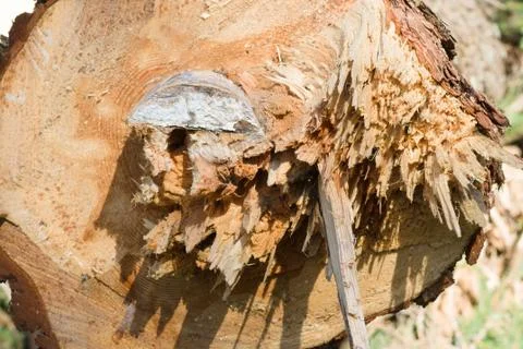 Sawn timber in the forest Stock Photos