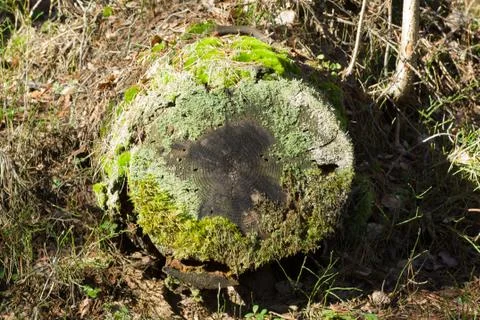 Sawn timber in the forest Stock Photos