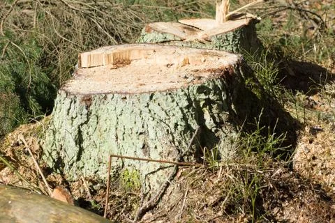 Sawn timber in the forest Stock Photos