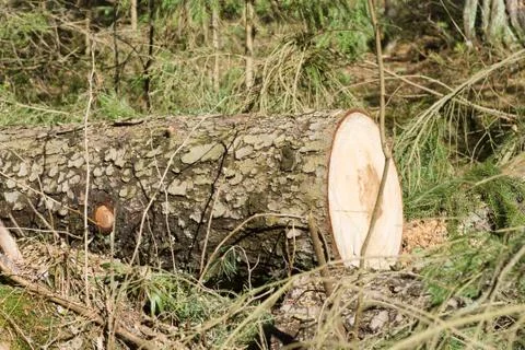 Sawn timber in the forest Stock Photos