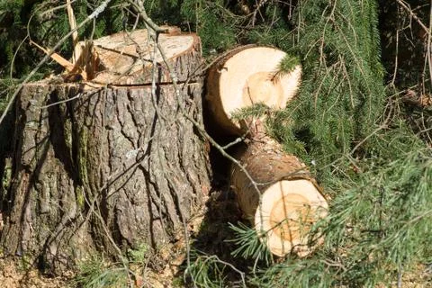 Sawn timber in the forest Stock Photos