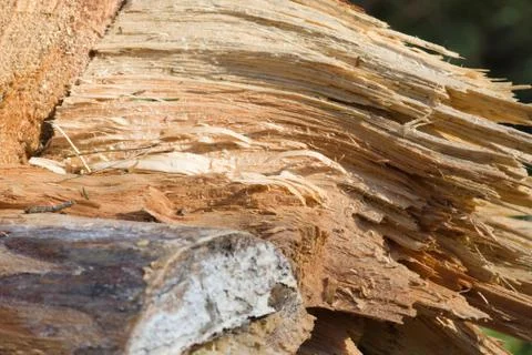 Sawn timber in the forest Stock Photos