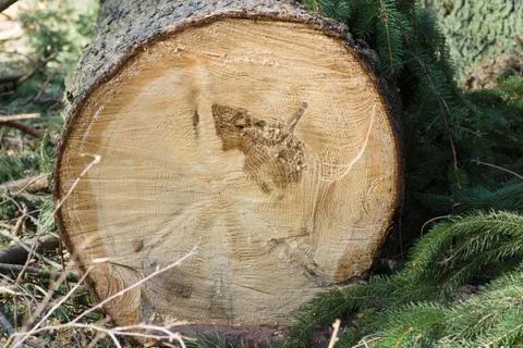Sawn timber in the forest Stock Photos