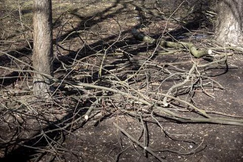 Sawn tree branches lying on the ground Stock Photos