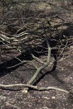 Sawn tree branches lying on the ground Foto stock