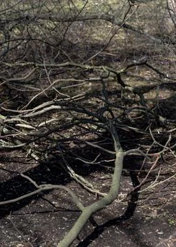 Sawn tree branches lying on the ground Stock Photos