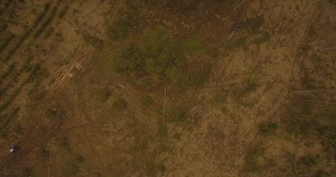 Sawn tree falls. Forest cutting. Stock Footage 93381316