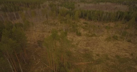 Sawn tree falls. Forest cutting. Stock Footage 93382056