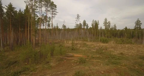Sawn tree falls. Forest cutting. Video stock 93382997