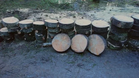 Sawn tree Stockbeeldmateriaal 165104448