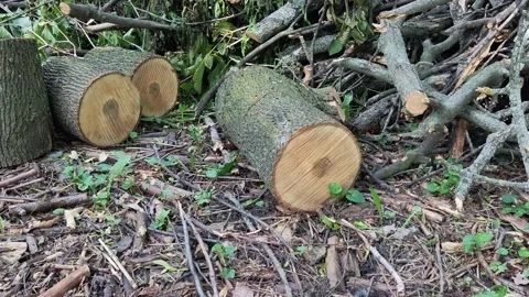 Sawn tree Stock Footage 196596160